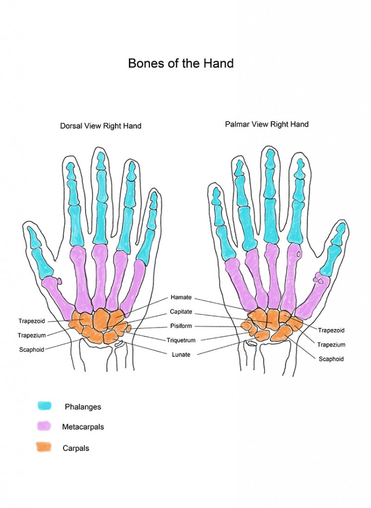 The hand bones