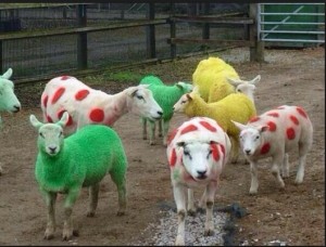 Sheep in the tdf T colours #iLoveYorkshireHumour